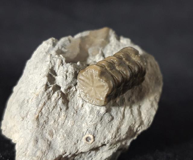 Balanocrinus subsulcatus (MNSTER in GOLDFUSS 1831) - Bild © FossNet FossilienStore